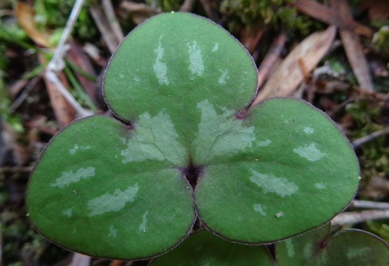 foglie di Hepatica nobilis - Ranunculaceae